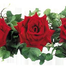 Схема вышивки «серия "розы"»