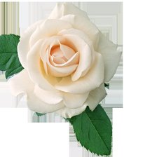 Схема вышивки «серия "розы"»