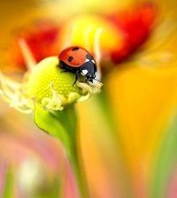 Схема вышивки «Божья коровка»