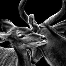 Схема вышивки «антилопы»