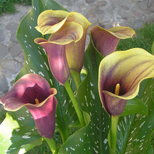 Схема вышивки «Цветы»