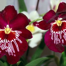 Схема вышивки «красная»