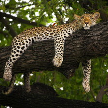 Схема вышивки «дикая кошка»