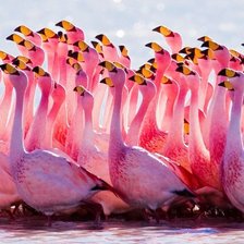 фламинго