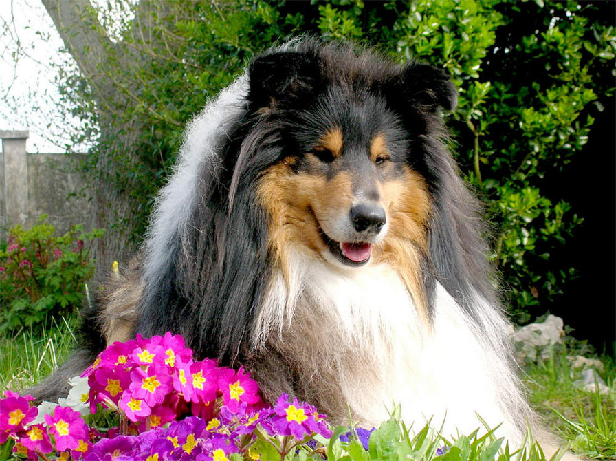 Колли - животные, собаки - оригинал