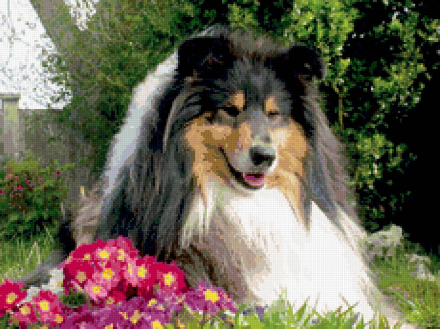 Колли - животные, собаки - предпросмотр