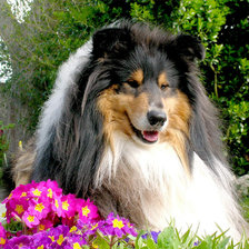 Схема вышивки «Колли»