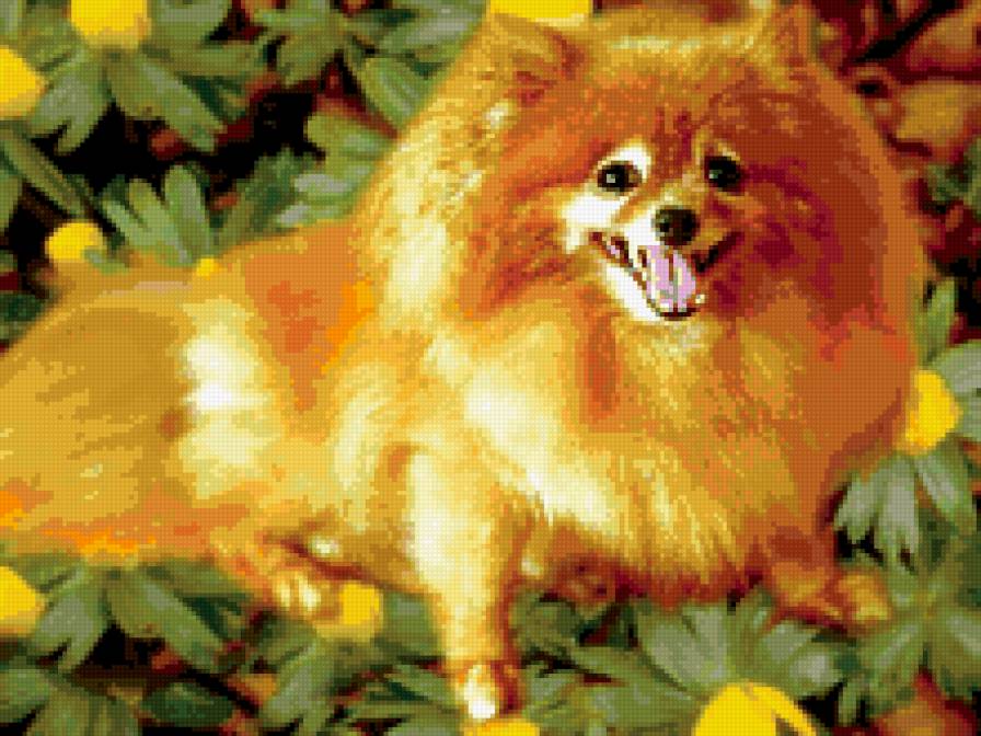 шпиц - животные, собаки - предпросмотр