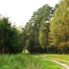 Схема вышивки «Лесная тропинка»