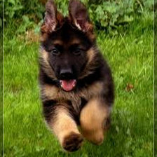 Схема вышивки «Щенок овчарки»