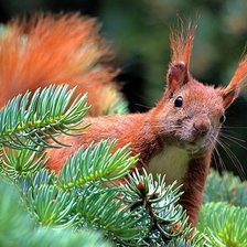 Схема вышивки «Белочка»