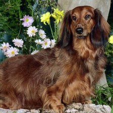 Схема вышивки «Такса»