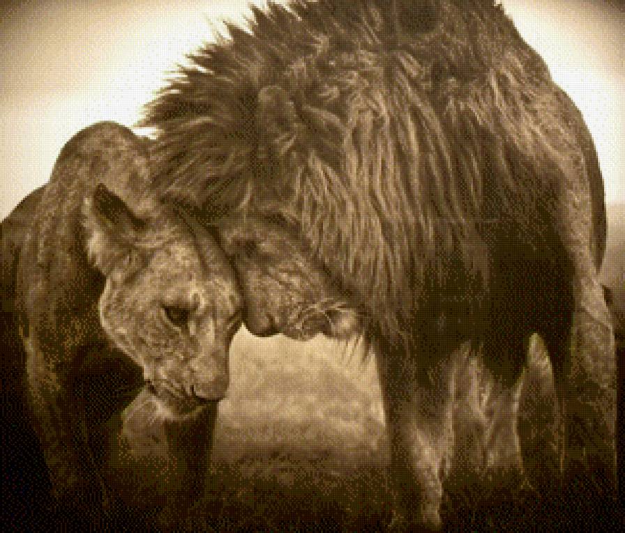 Лев и львица - львица, лев - предпросмотр