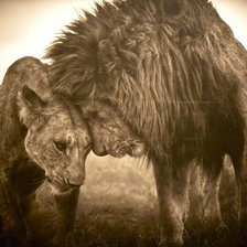 Схема вышивки «Лев и львица»