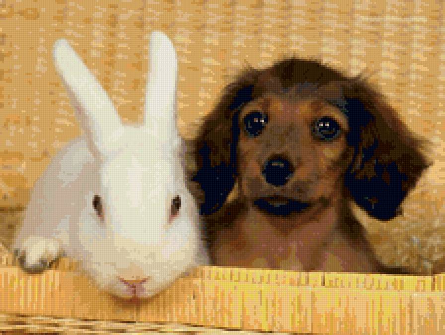 Щенок таксы и кролик - дружба, животные - предпросмотр