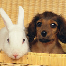 Схема вышивки «Щенок таксы и кролик»