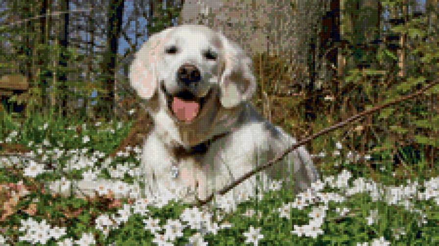 Ретривер в траве - животные, природа, собаки - предпросмотр