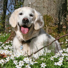 Схема вышивки «Ретривер в траве»