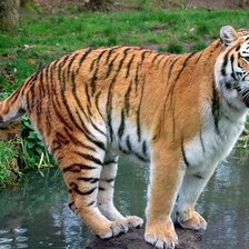 Схема вышивки «Тигр»