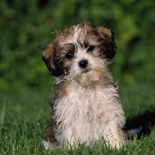 Схема вышивки «Щенок»