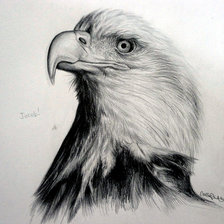 Схема вышивки «белоголовый орёл монохром»