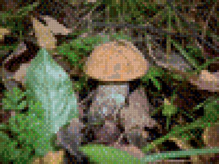 Боровичок - грибы, лес, лето - предпросмотр