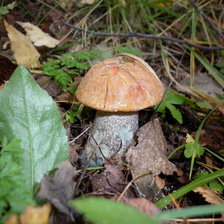 Схема вышивки «Боровичок»