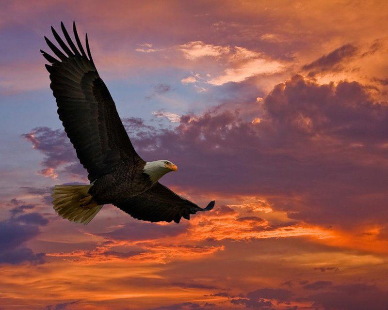 Орел на закате - оригинал