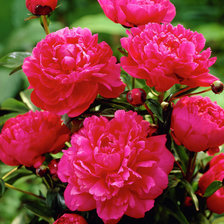 Схема вышивки «пионы»