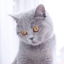 Схема вышивки «кот 2»