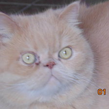 Схема вышивки «Котэ Персик»