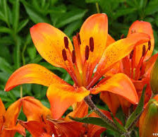 Схема вышивки «№913285»