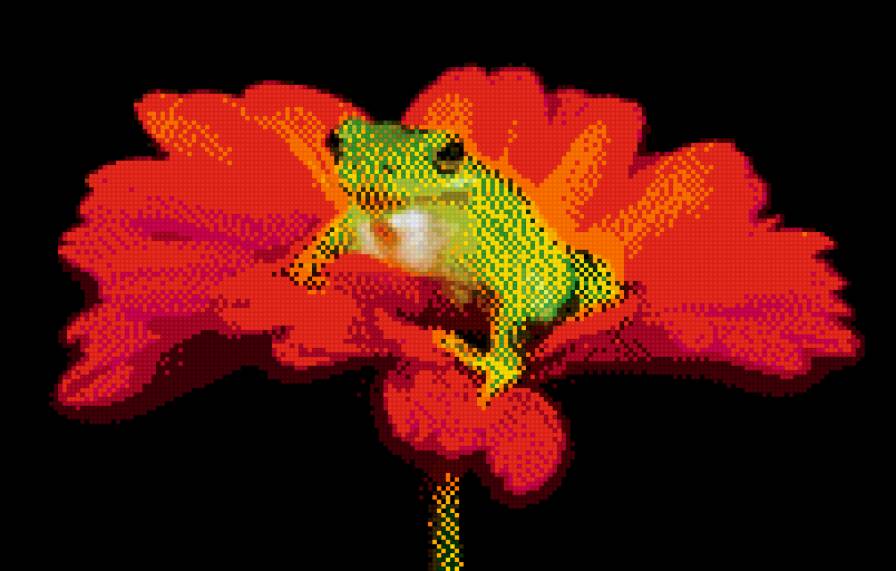 лягушка - предпросмотр