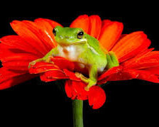 Схема вышивки «лягушка»