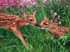 Схема вышивки «поцелуйчик»