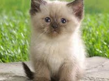 Схема вышивки «тишка»