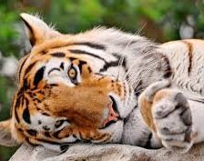 Схема вышивки «тигр»