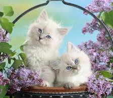 Схема вышивки «котята»