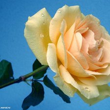 Схема вышивки «Кремовая роза»