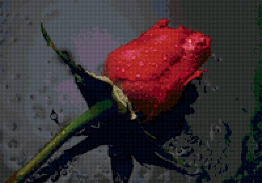 Роза на камне - роза, цветы, роза на камне - предпросмотр