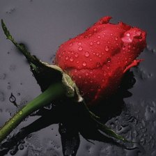 Схема вышивки «Роза на камне»