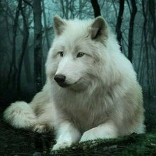 Схема вышивки «Lobo»