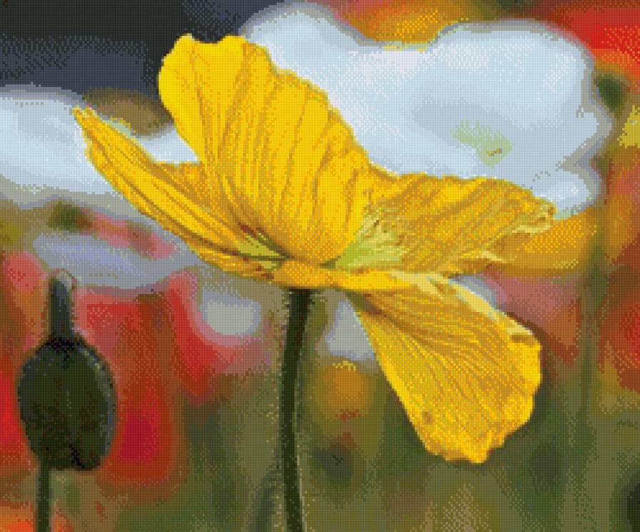 Желтый мак - мак, желтый, цветы - предпросмотр