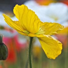 Схема вышивки «Желтый мак»