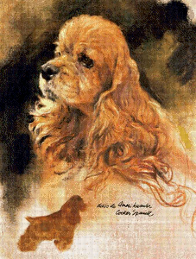 кокер-спаниель - предпросмотр