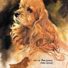 кокер-спаниель