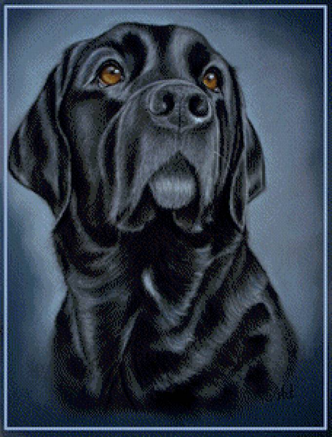 пес - предпросмотр