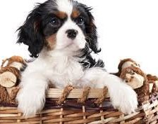 Схема вышивки «№913638»