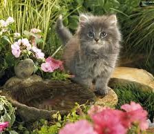 Схема вышивки «№913647»