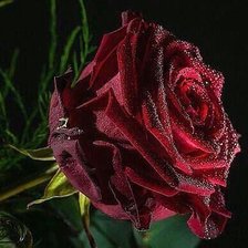 Схема вышивки «Roza»